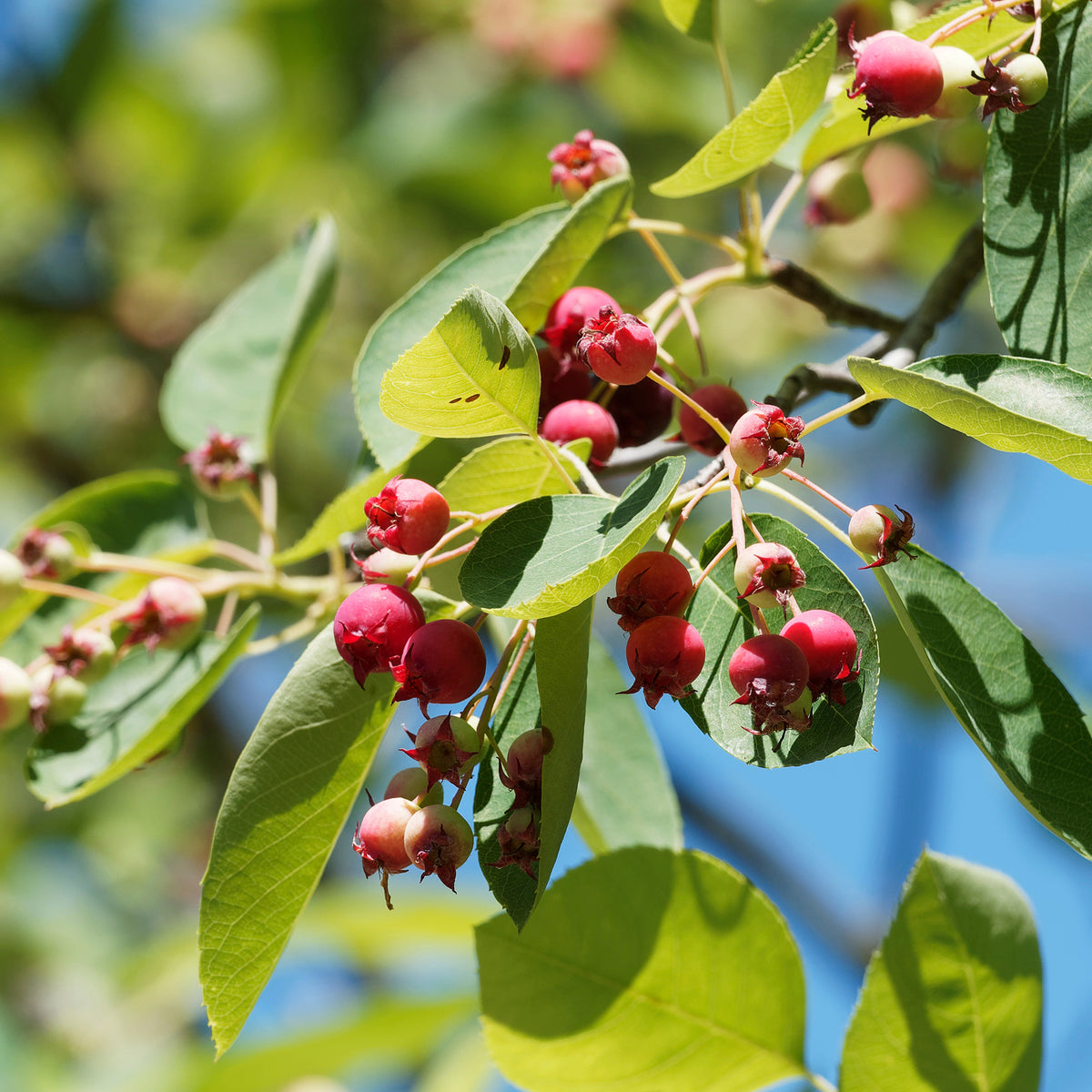 Boskrentenboompje - Amelanchier rotundifolia - Willemse