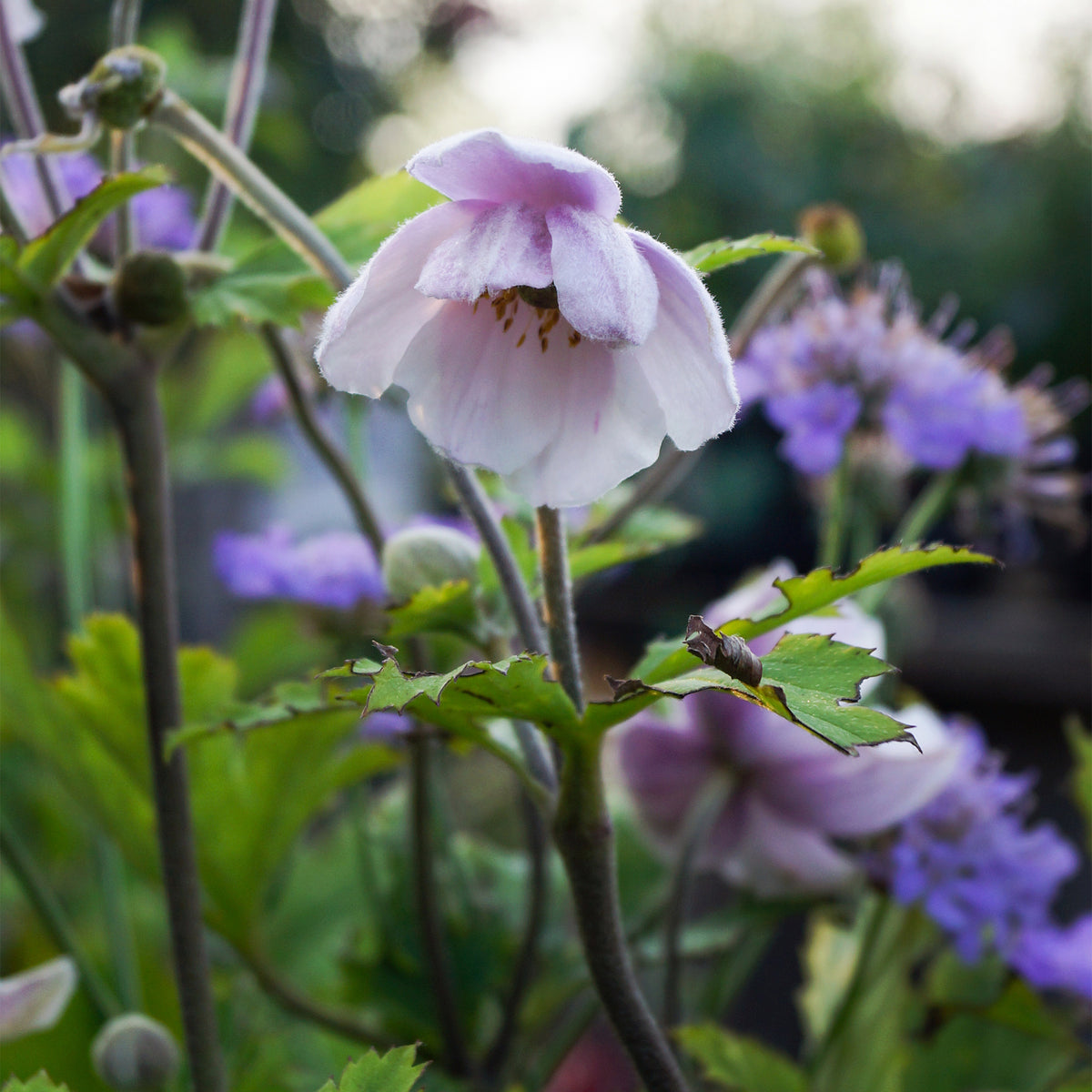 Anemone Ruffled Swan - Japanse anemoon Ruffled Swan - Vaste planten