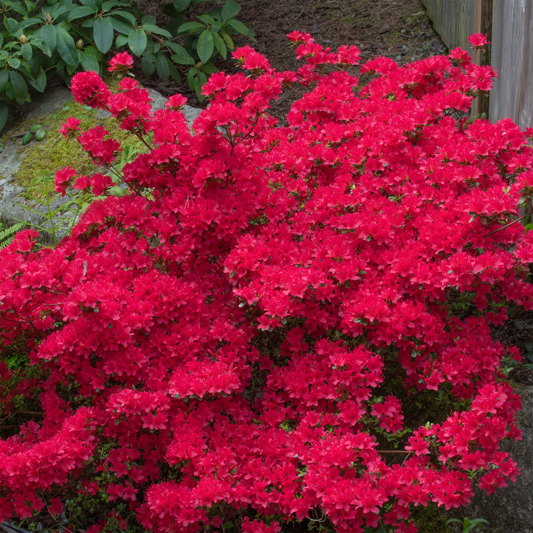 Japanse azalea Hino Crimson - Azalea japonica Hino Crimson - Willemse