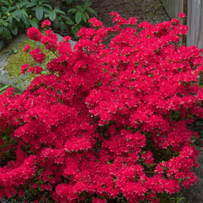 Japanse azalea Hino Crimson - Azalea japonica Hino Crimson - Willemse
