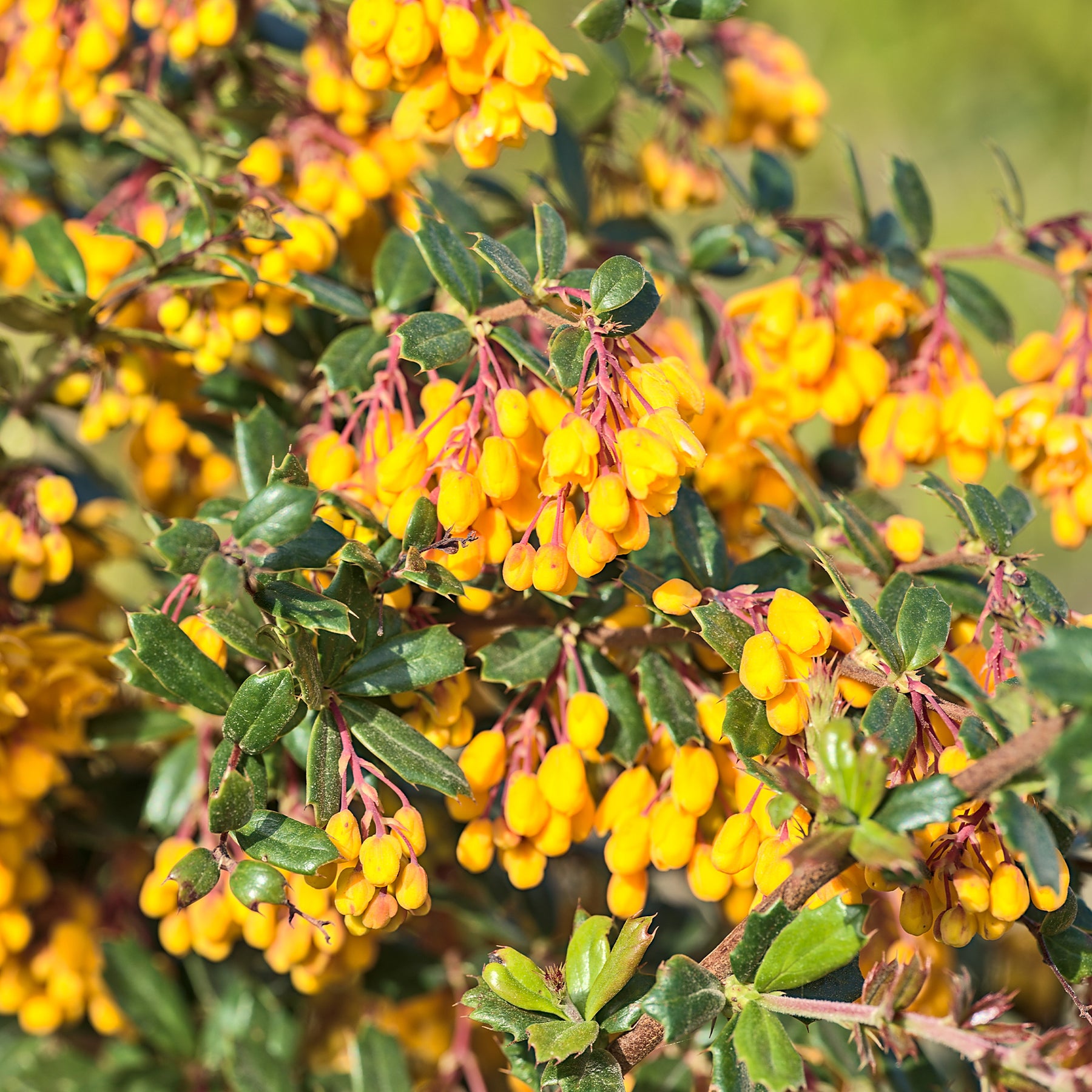 Darwins berberis - Willemse