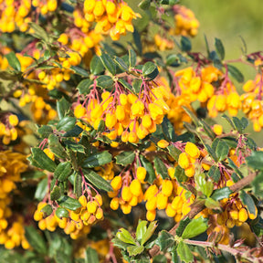 Darwins berberis - Willemse