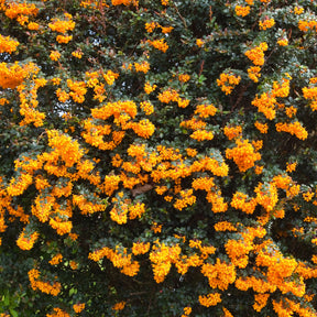 Berberis darwinii - Darwins berberis - Berberis