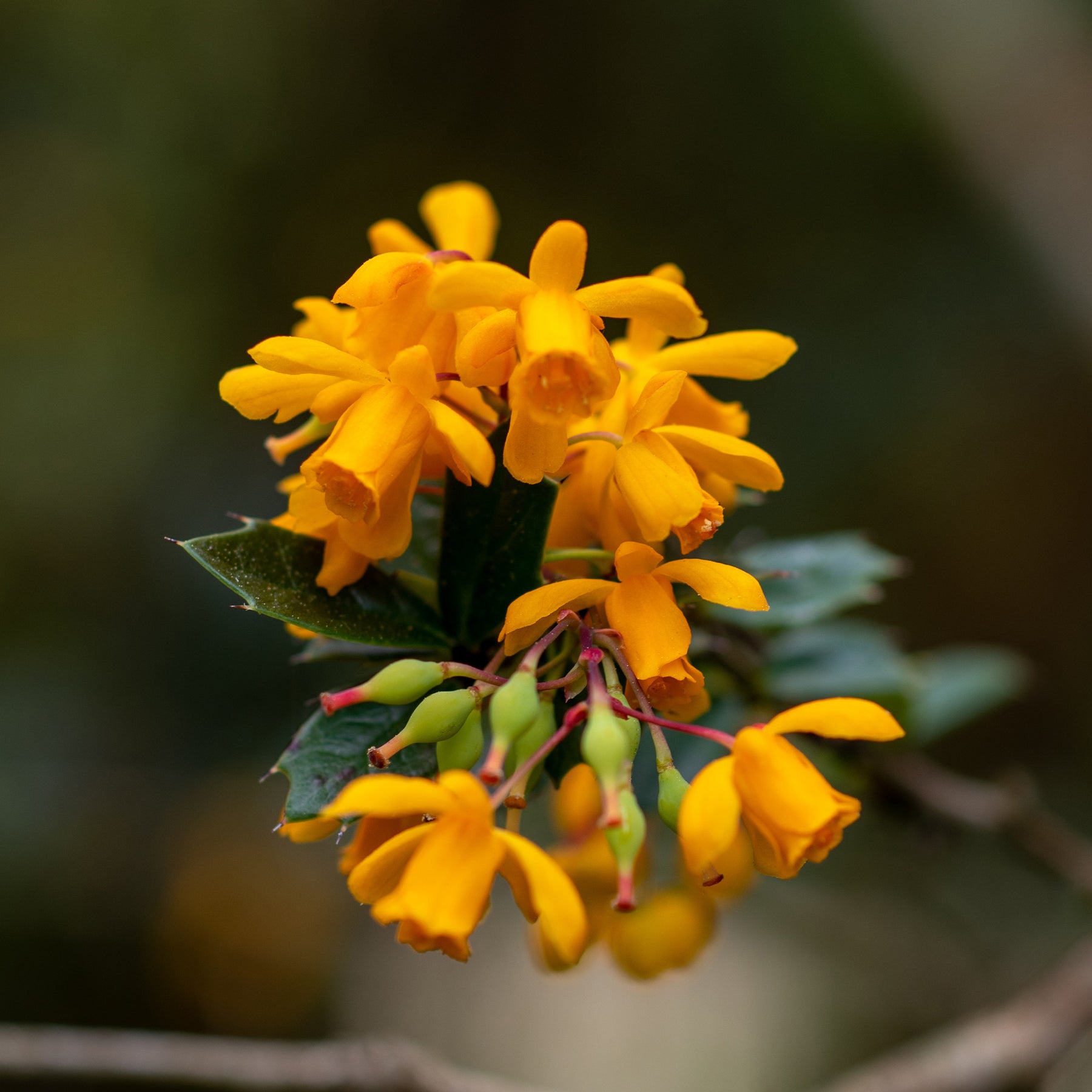Darwins berberis - Berberis darwinii - Willemse
