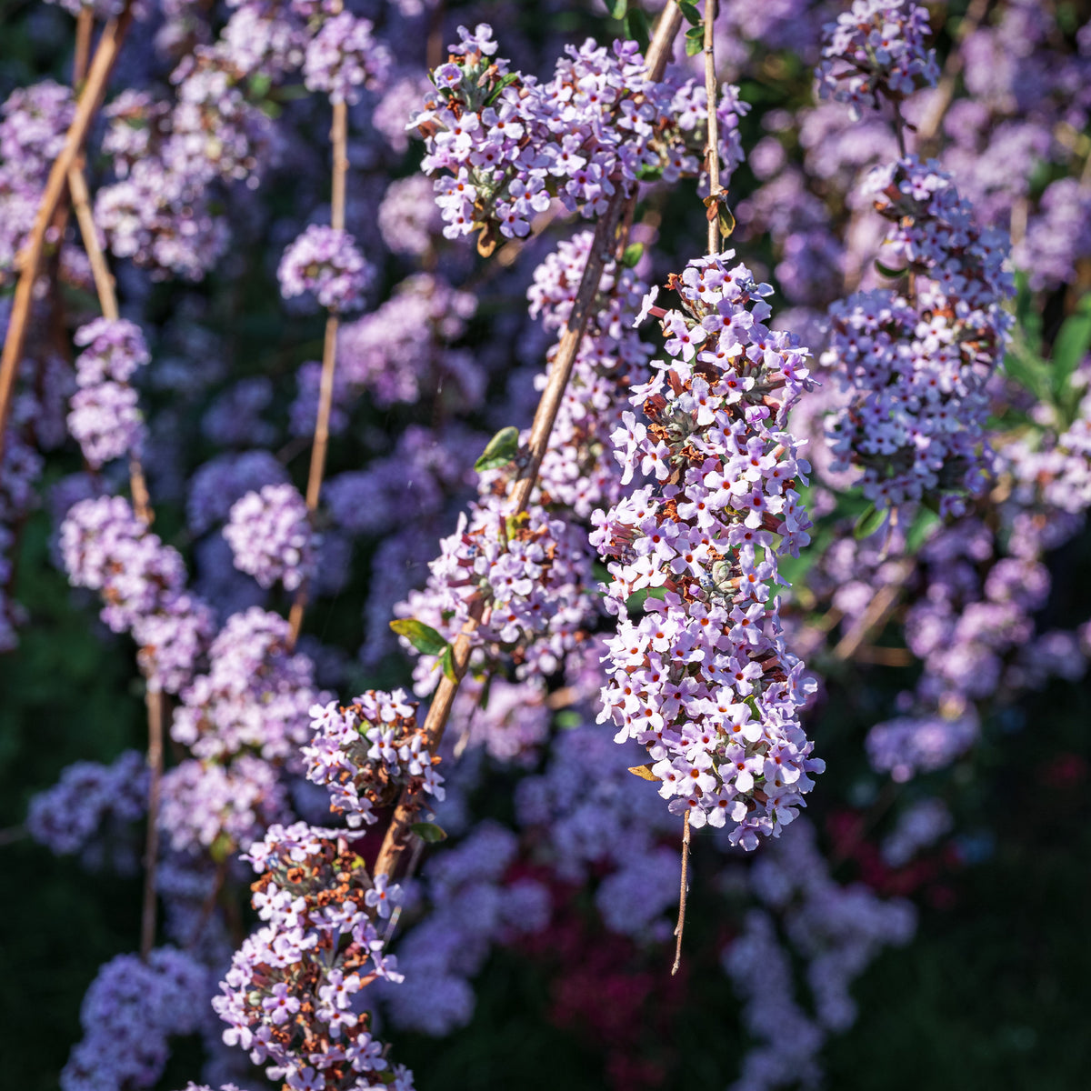 Vlinderstruik met afwisselende bladeren - Buddleja alternifolia - Willemse