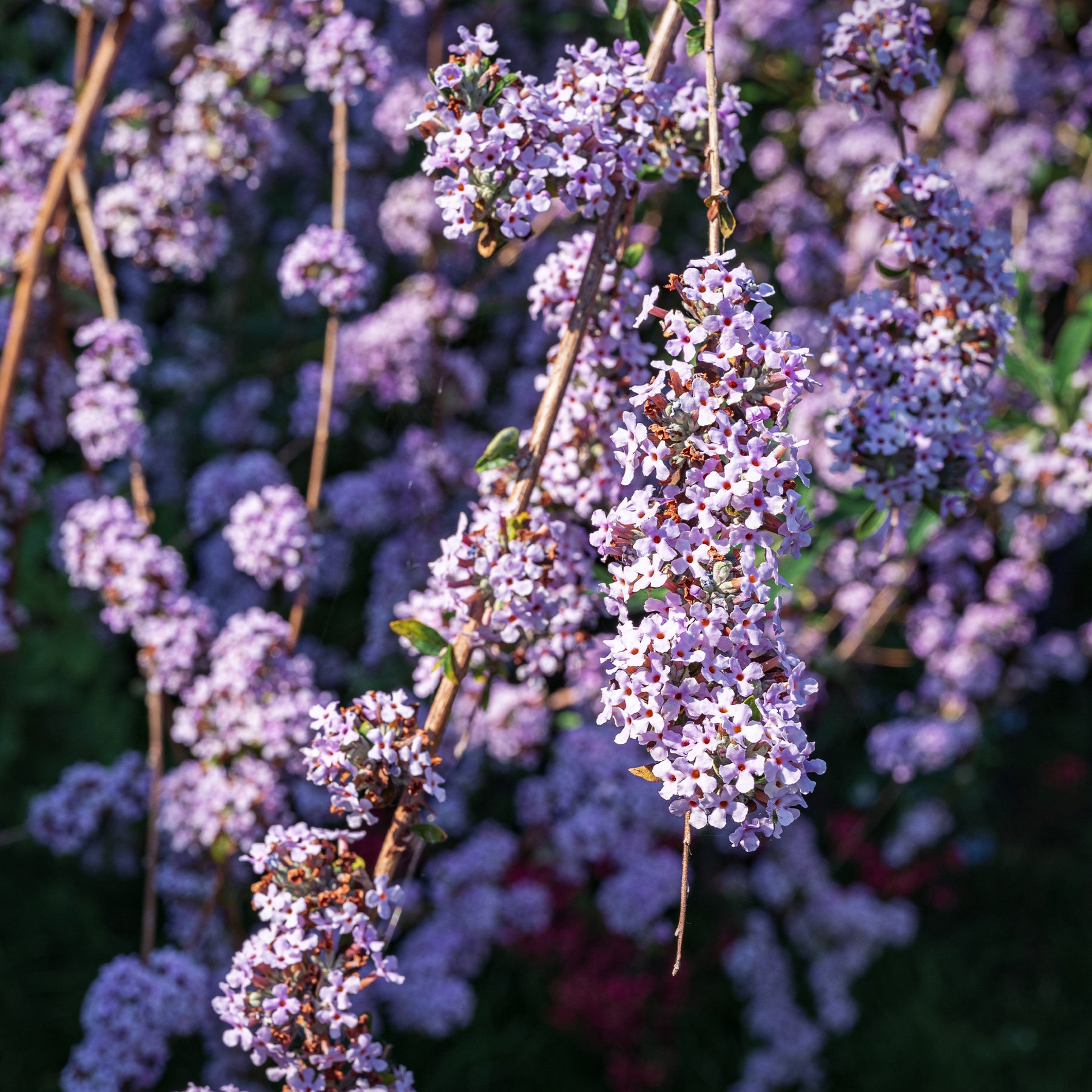 Vlinderstruik met afwisselende bladeren - Buddleja alternifolia - Willemse