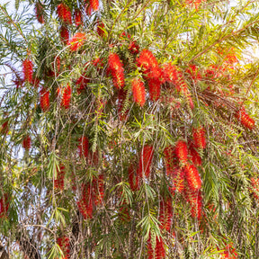 Rode lampenpoetser - Callistemon rigidus - Willemse