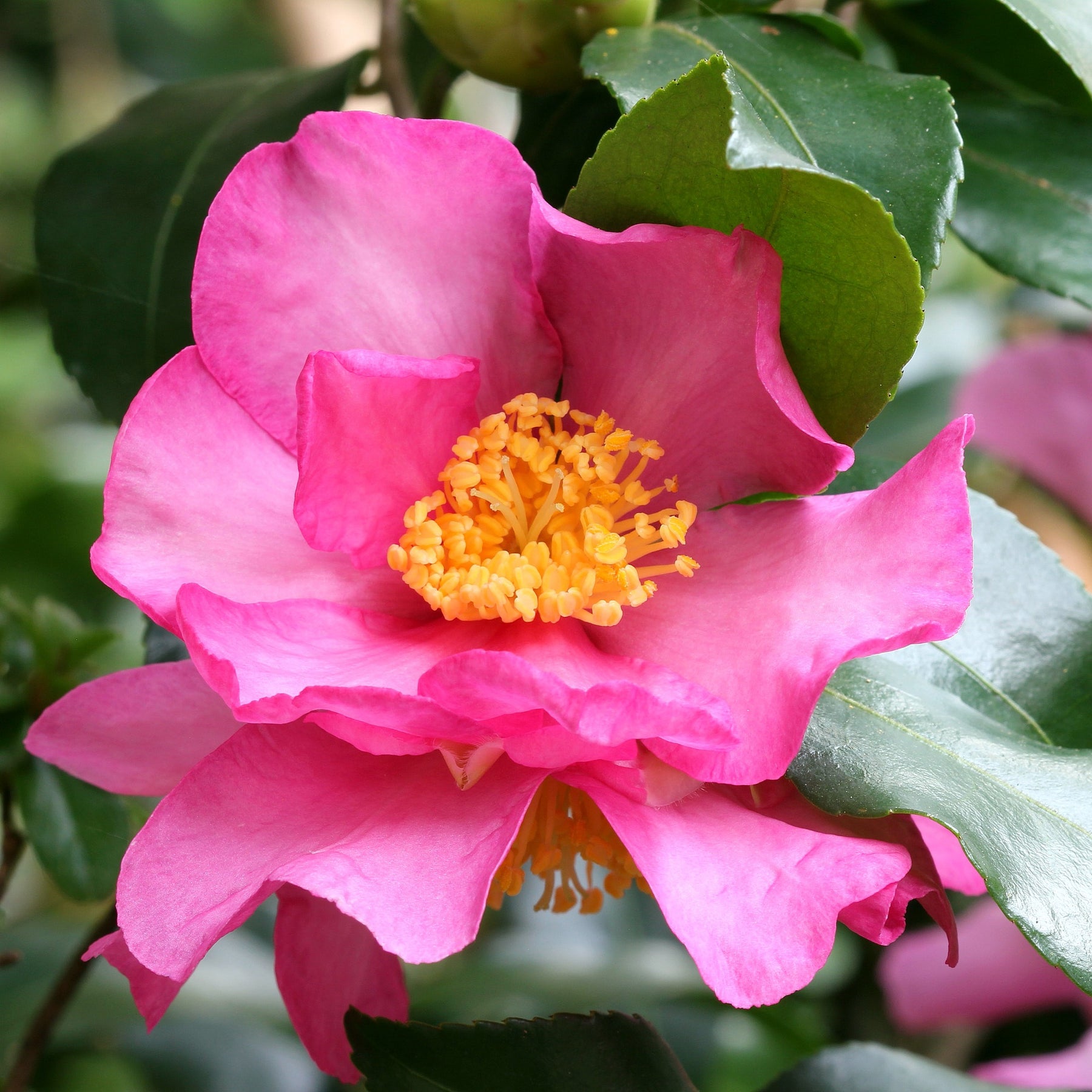 Herfstcamelia - Camellia sasanqua - Willemse