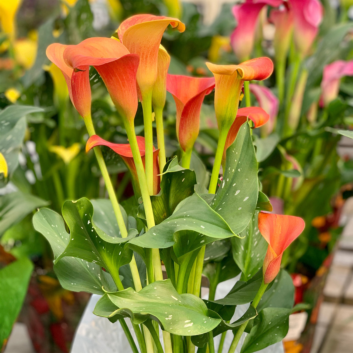 Calla 'Peach Pearl' (x2) - Willemse