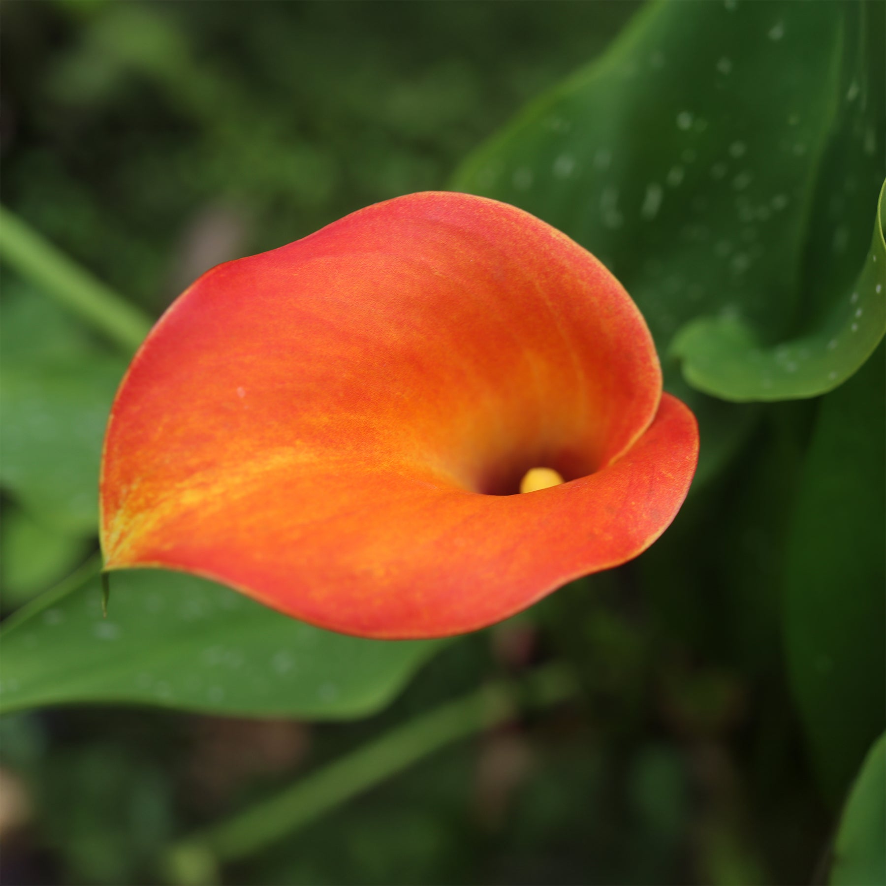 Canna Peach Pearl - Calla 'Peach Pearl' (x2) - Aronskelk