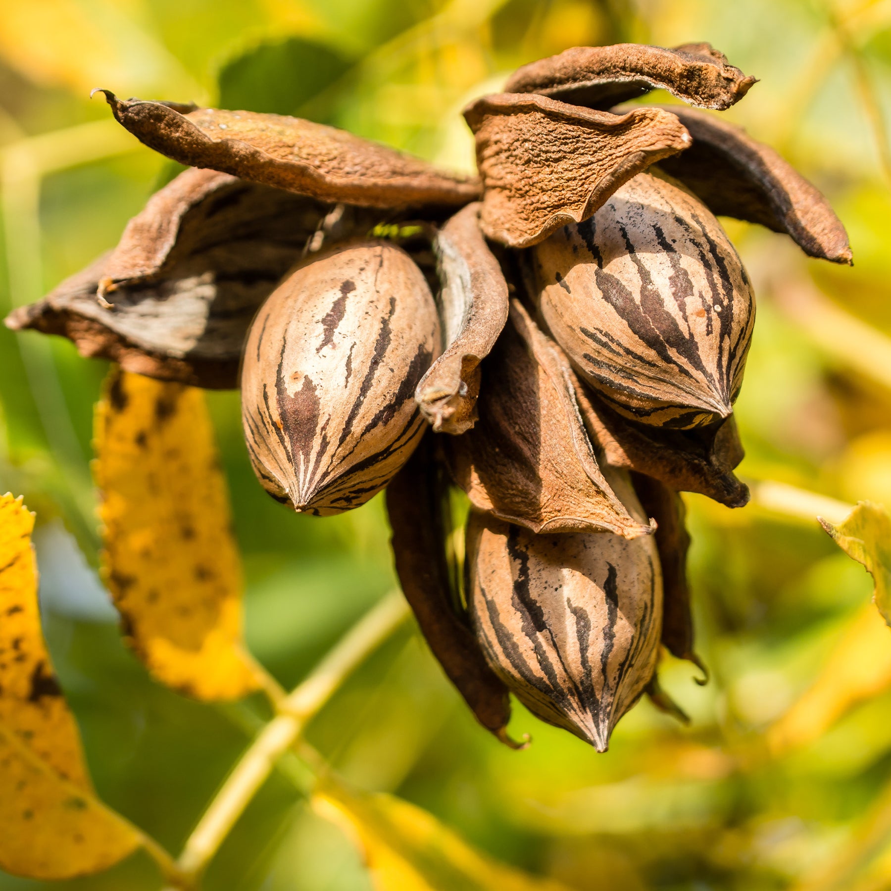 Verkoop Pecannoot - Carya illinoinensis