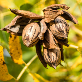 Verkoop Pecannoot - Carya illinoinensis