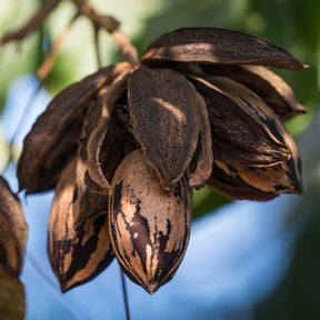 Bomen - Pecannoot - Carya illinoinensis