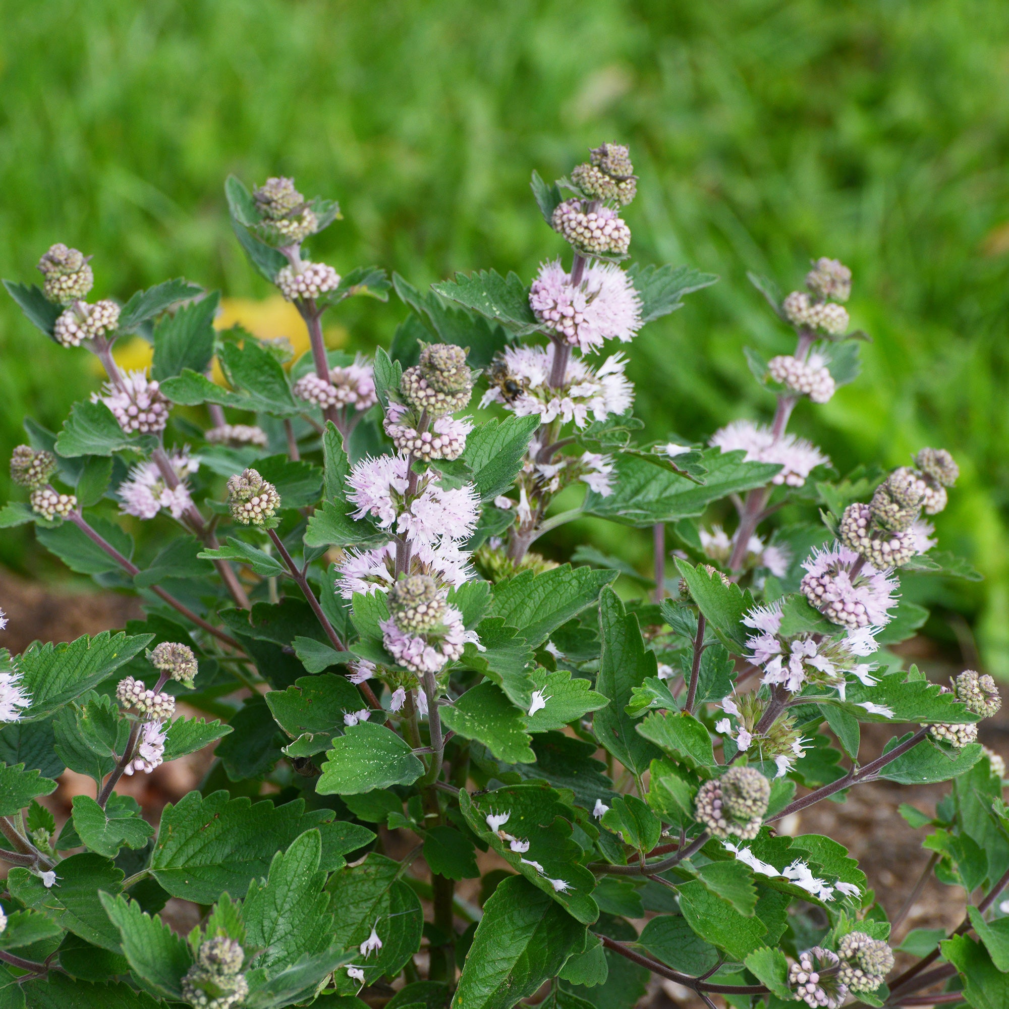 Caryopteris Stephi® Roze - Caryopteris clandonensis Stephi ® rose