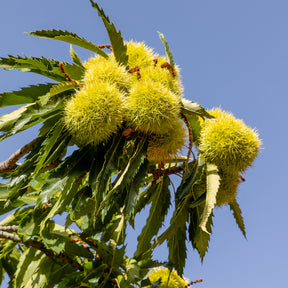 Castanea sativa Marsol - Kastanjeboom Marsol - Kastanjeboom
