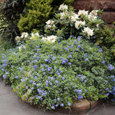 Amerikaanse sering Yankee Point - Willemse