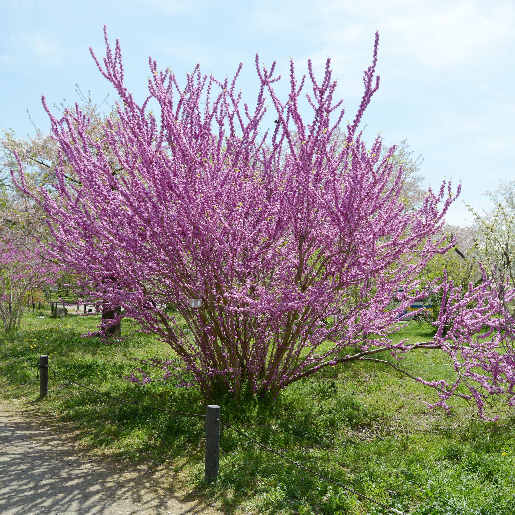 Cercis chinensis - Chinese Judasboom - Bomen