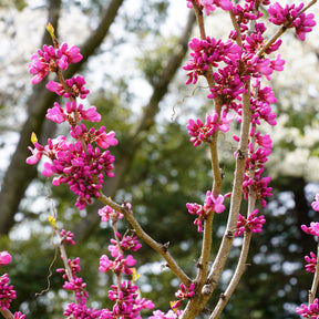 Chinese Judasboom - Cercis chinensis - Willemse