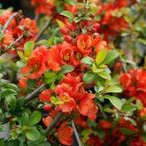 Japanse kwee Sargentii - Willemse