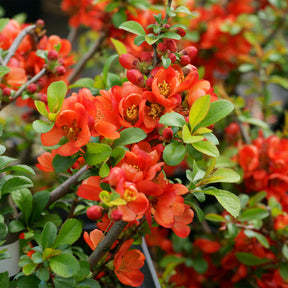 Japanse kwee Sargentii - Willemse