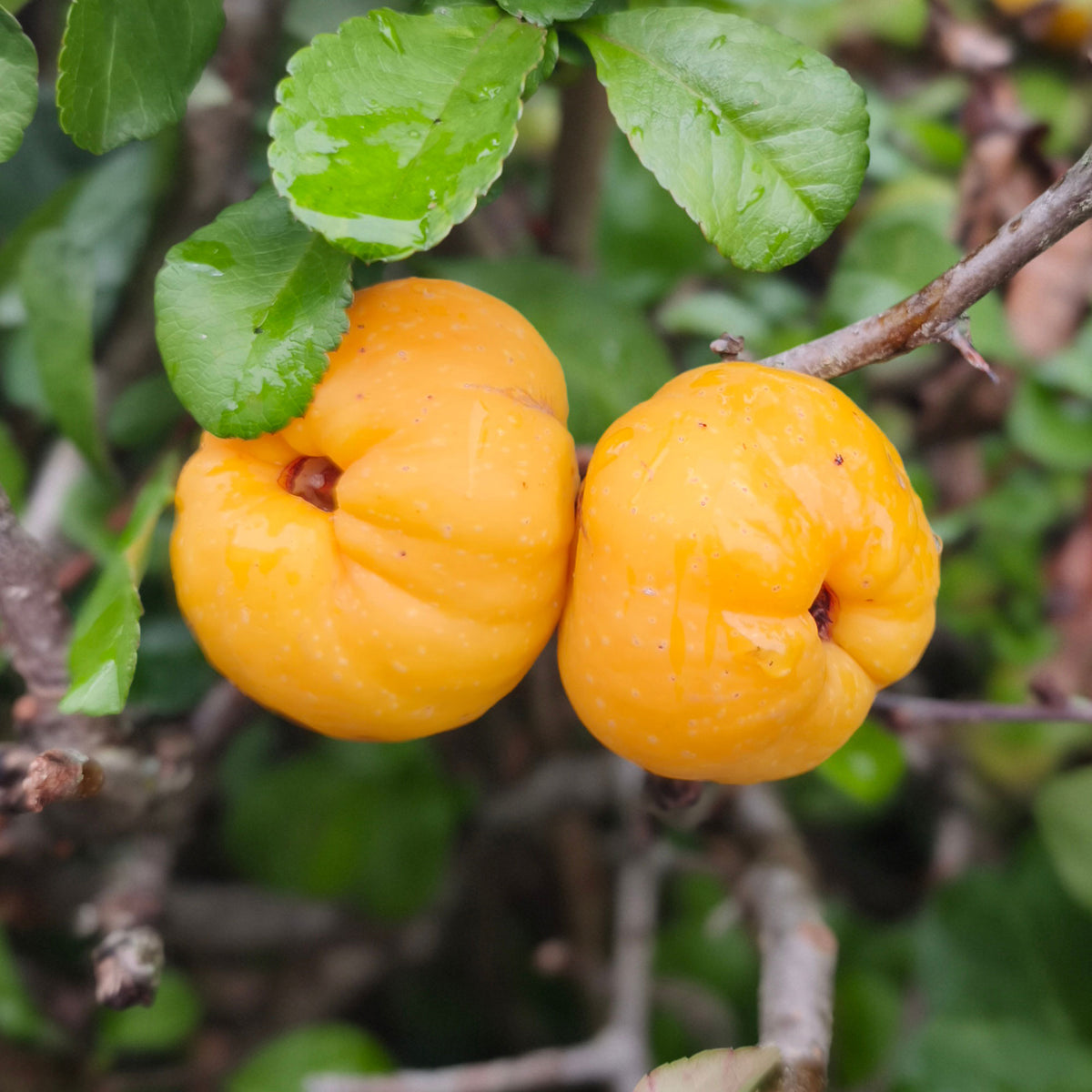 Japanse kwee Sargentii - Chaenomeles japonica Sargentii - Willemse