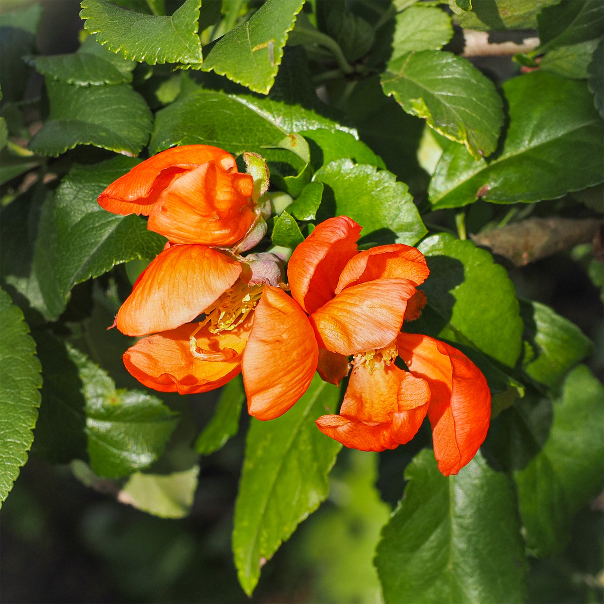 Japanse kwee Orange Trail - Willemse