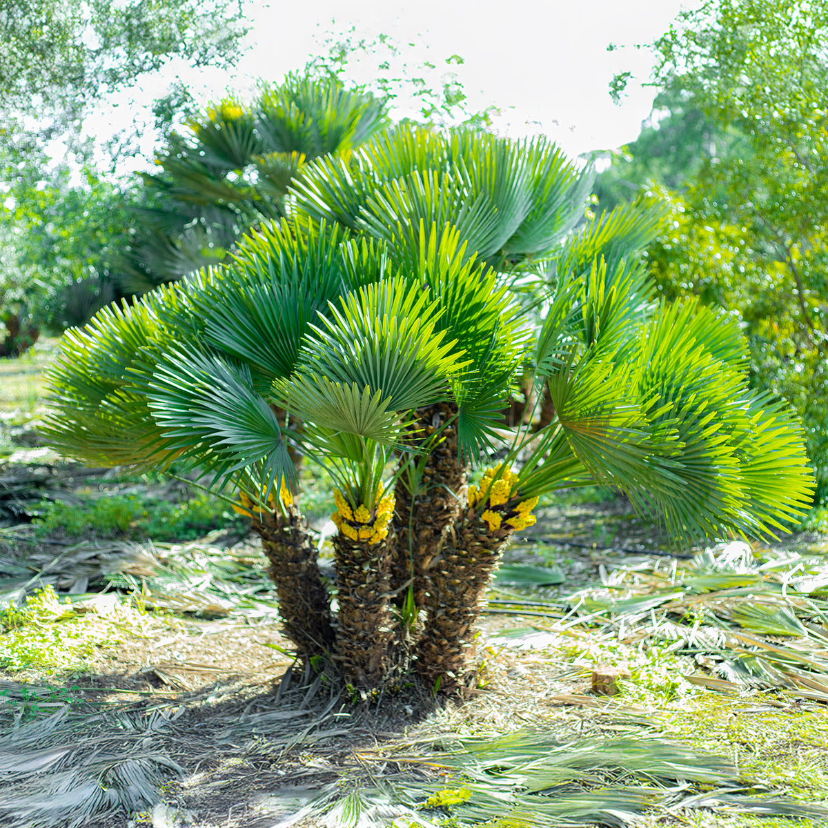 Chamaerops humilis Vulcano  - Dwergpalm Vulcano - Palmen