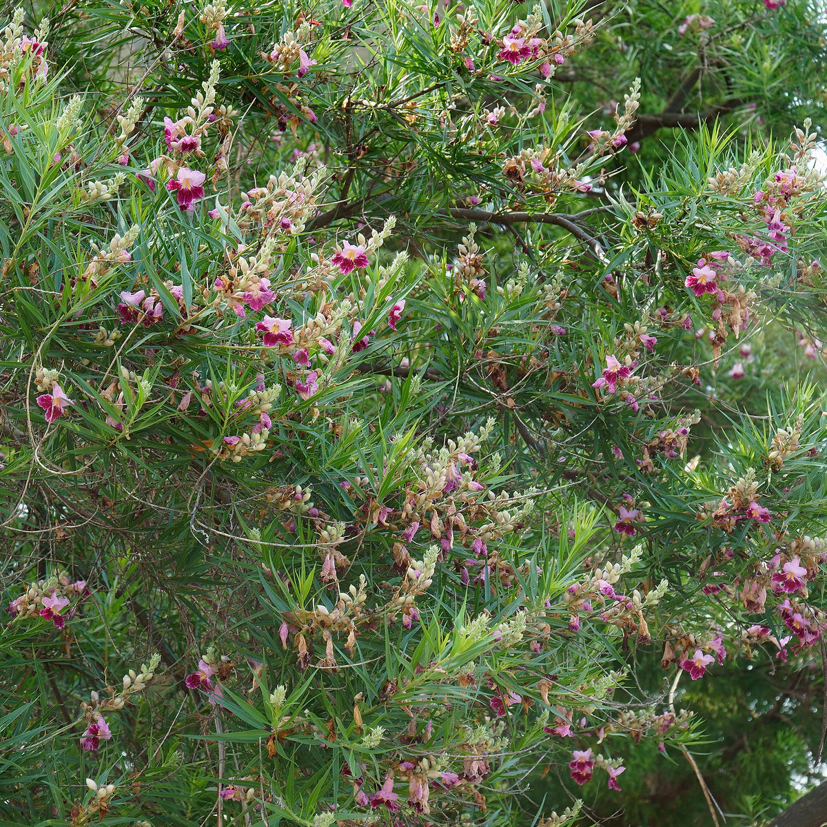 Woestijnwilg - Chilopsis linearis - Willemse