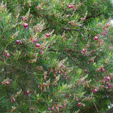 Woestijnwilg - Chilopsis linearis - Willemse