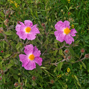 Kretenzische cistus - Cistus creticus - Willemse