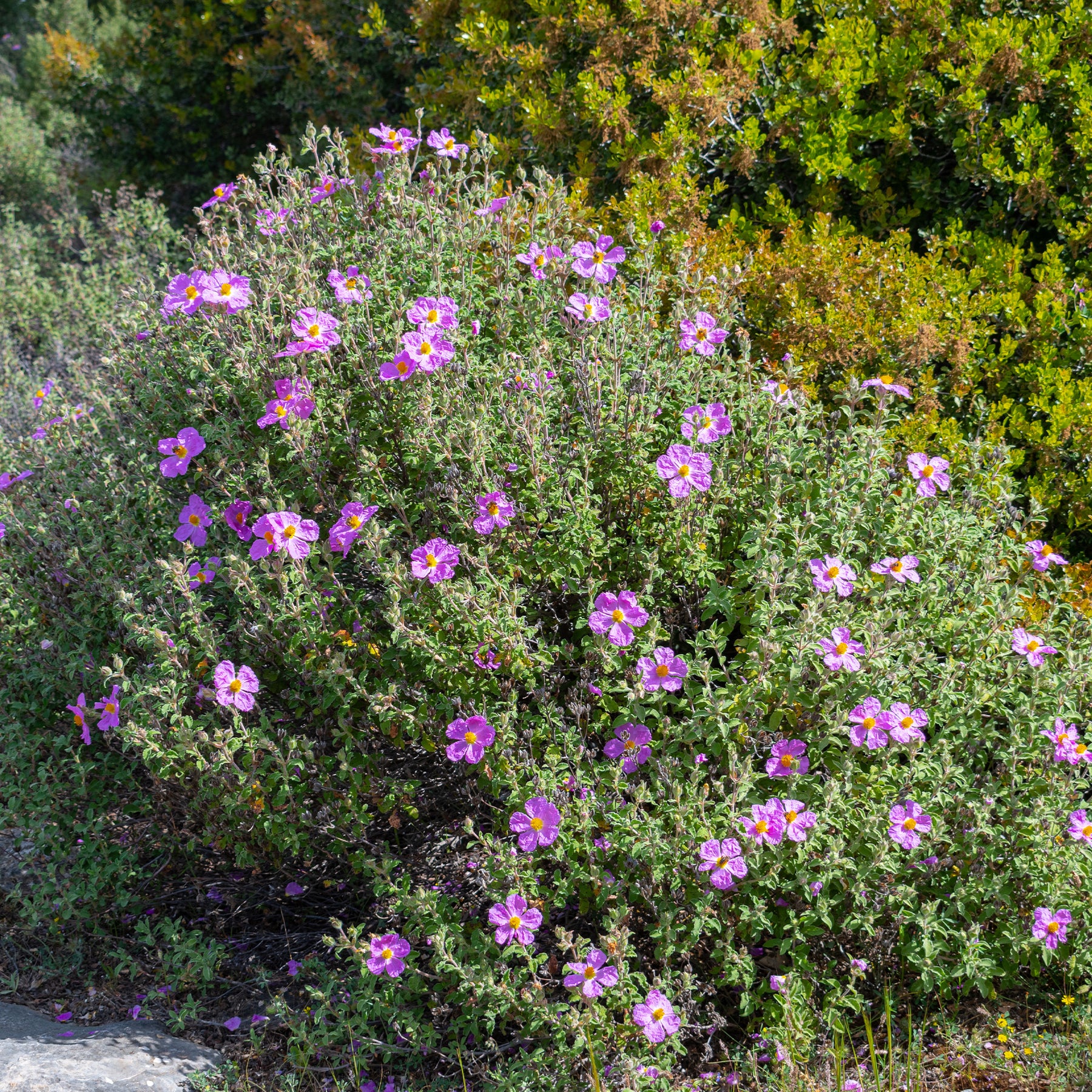 Kretenzische cistus - Willemse