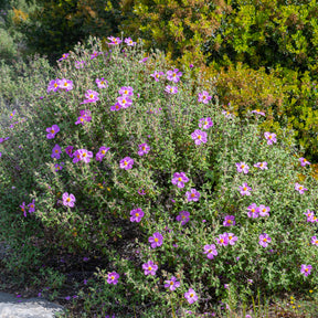 Kretenzische cistus - Willemse
