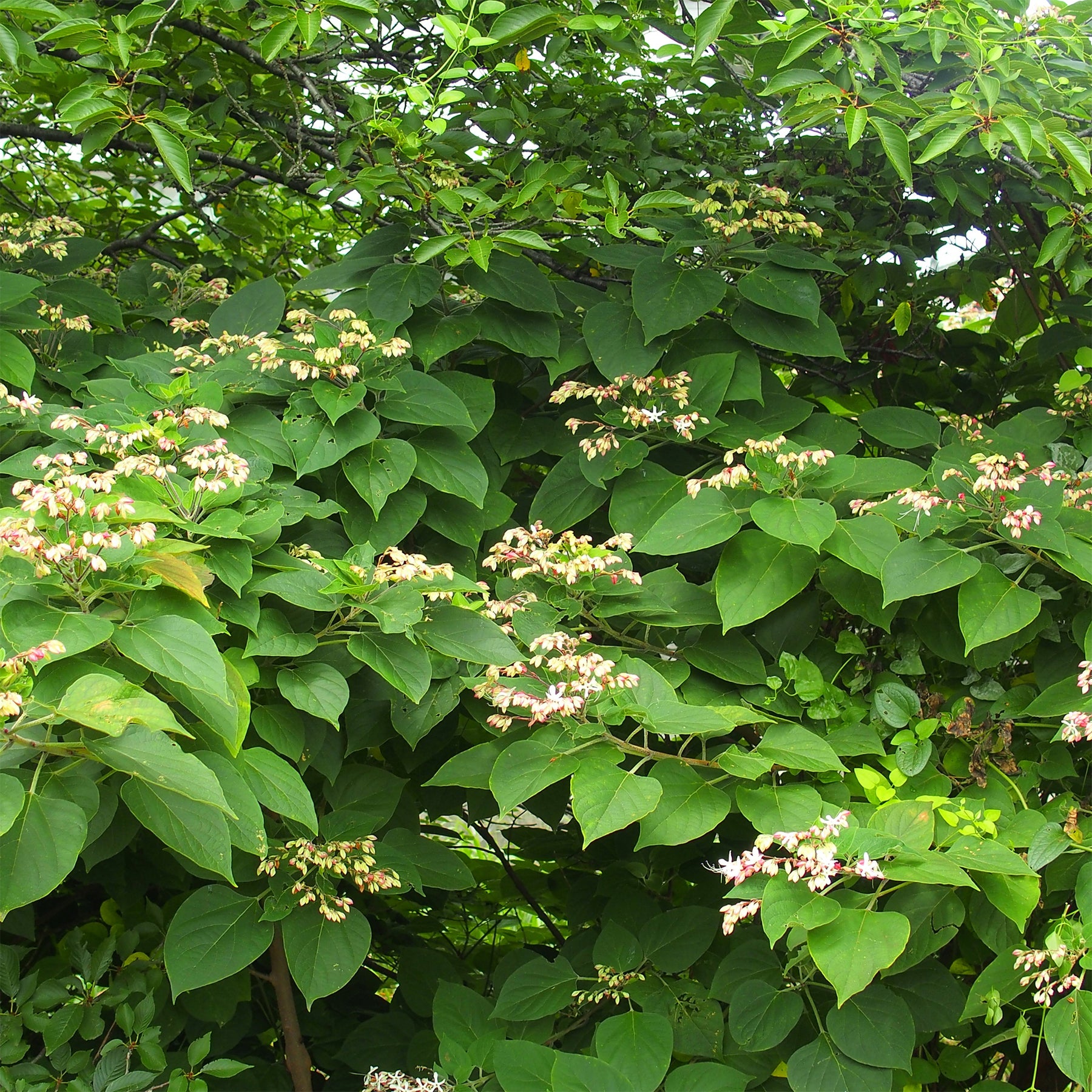 Clerodendrum - Clerodendrum trichotomum - Willemse