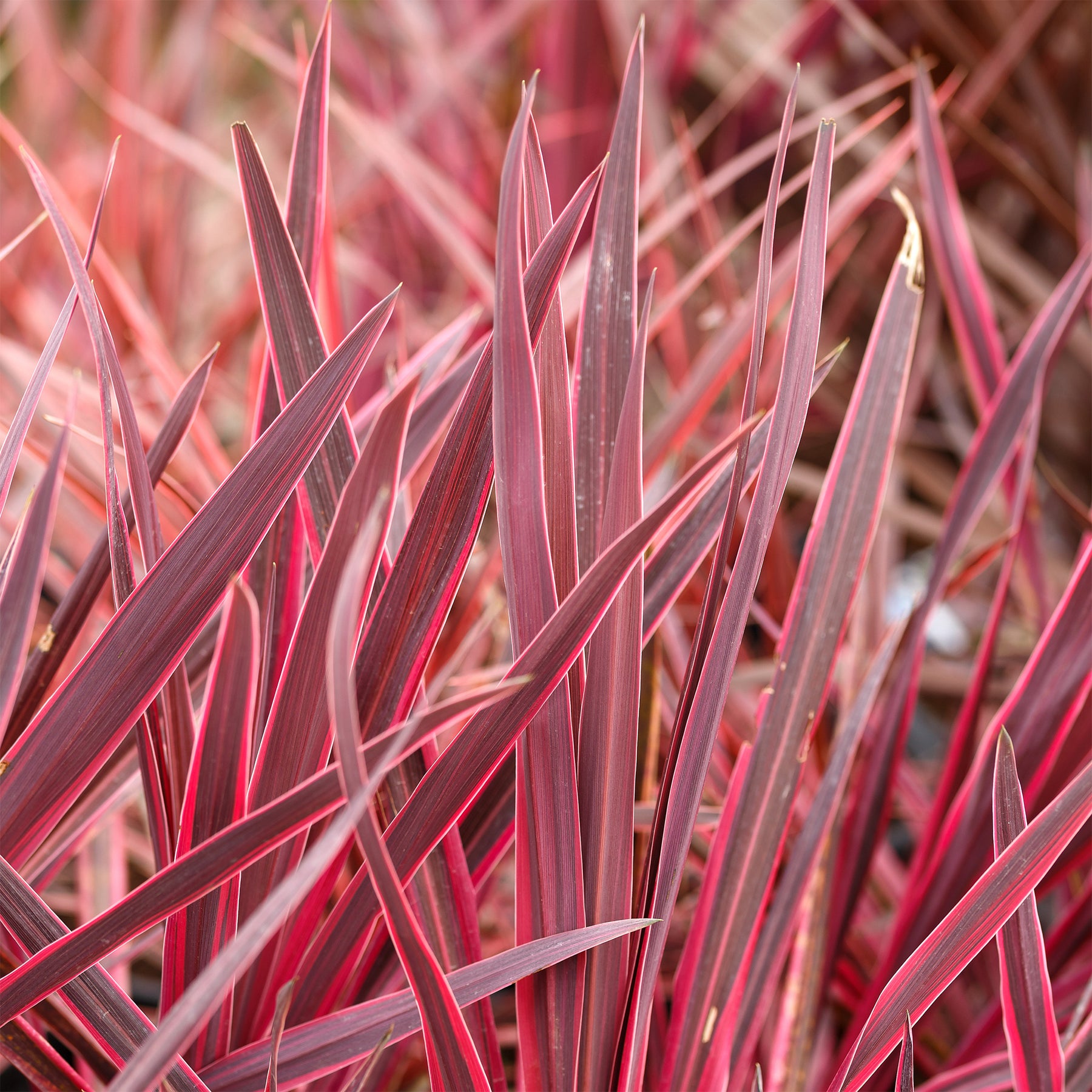 Australische cordyline Festival Raspberry® - Willemse