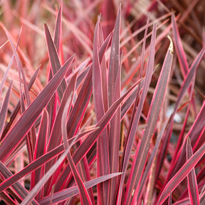 Australische cordyline Festival Raspberry® - Willemse