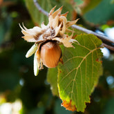 Hazelaar Webbs Prize Cob - Corylus avellana Webbs Prize Cobb - Willemse