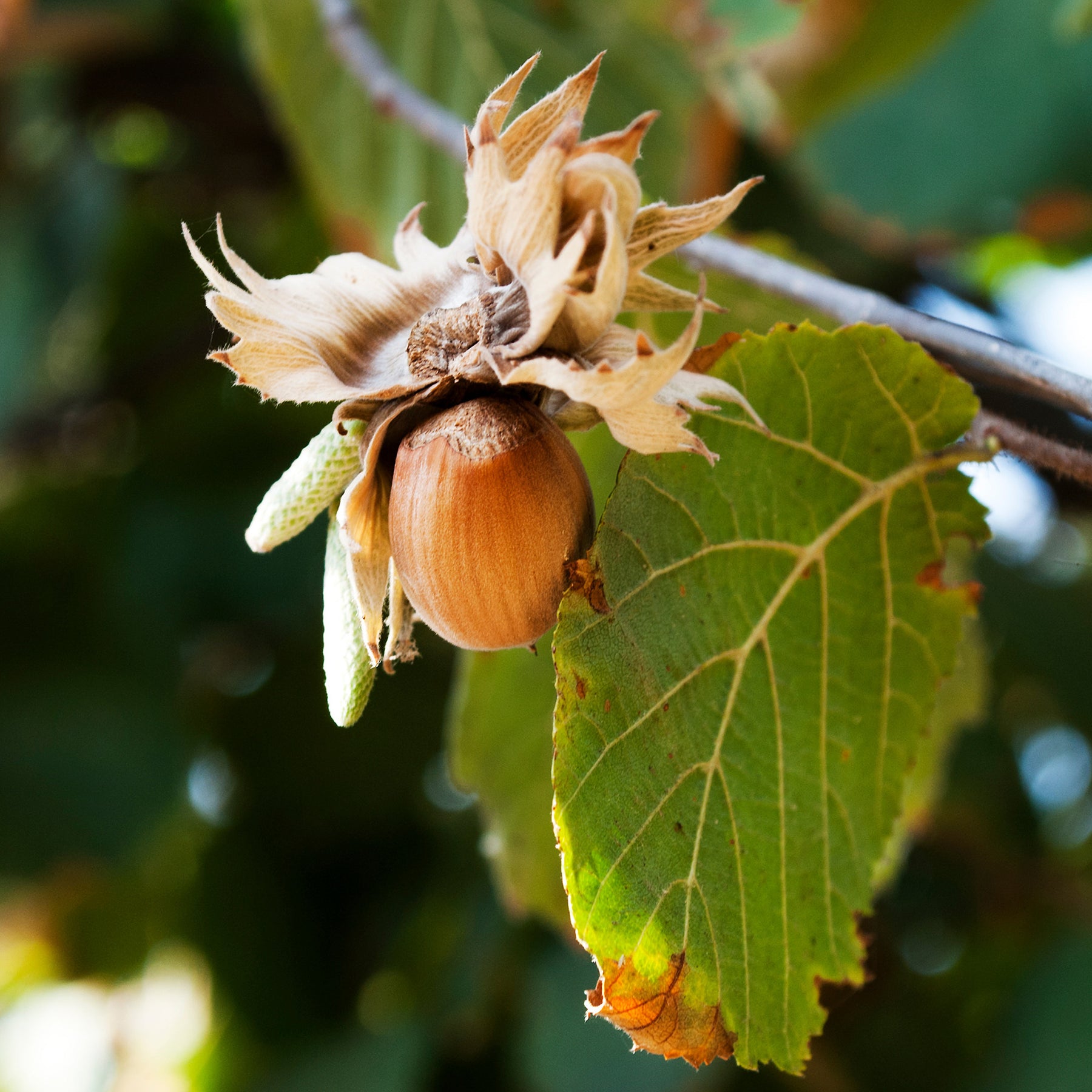Hazelaar Webbs Prize Cob - Corylus avellana Webbs Prize Cobb - Willemse
