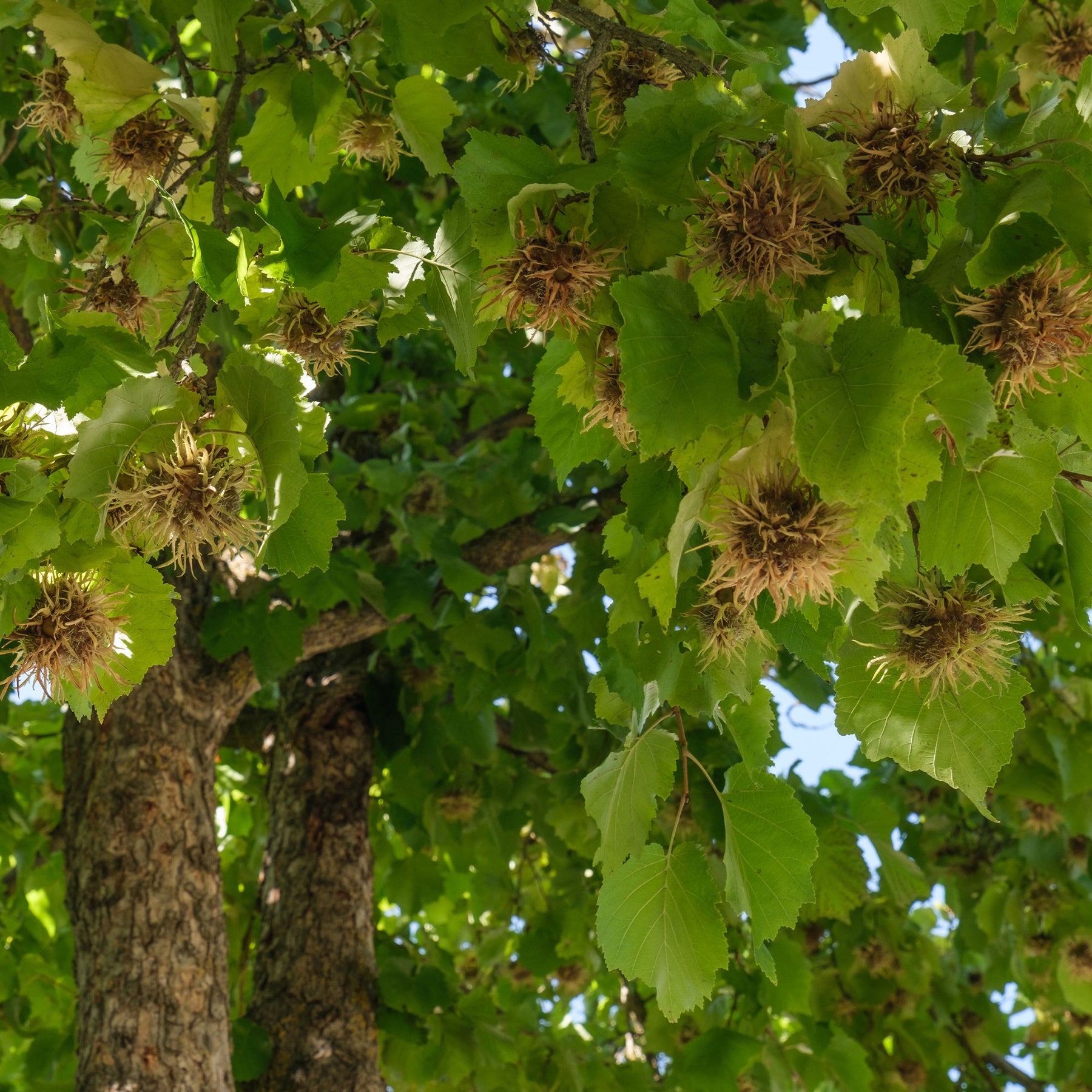 Corylus colurna - Byzantijnse hazelaar - Hazelaar