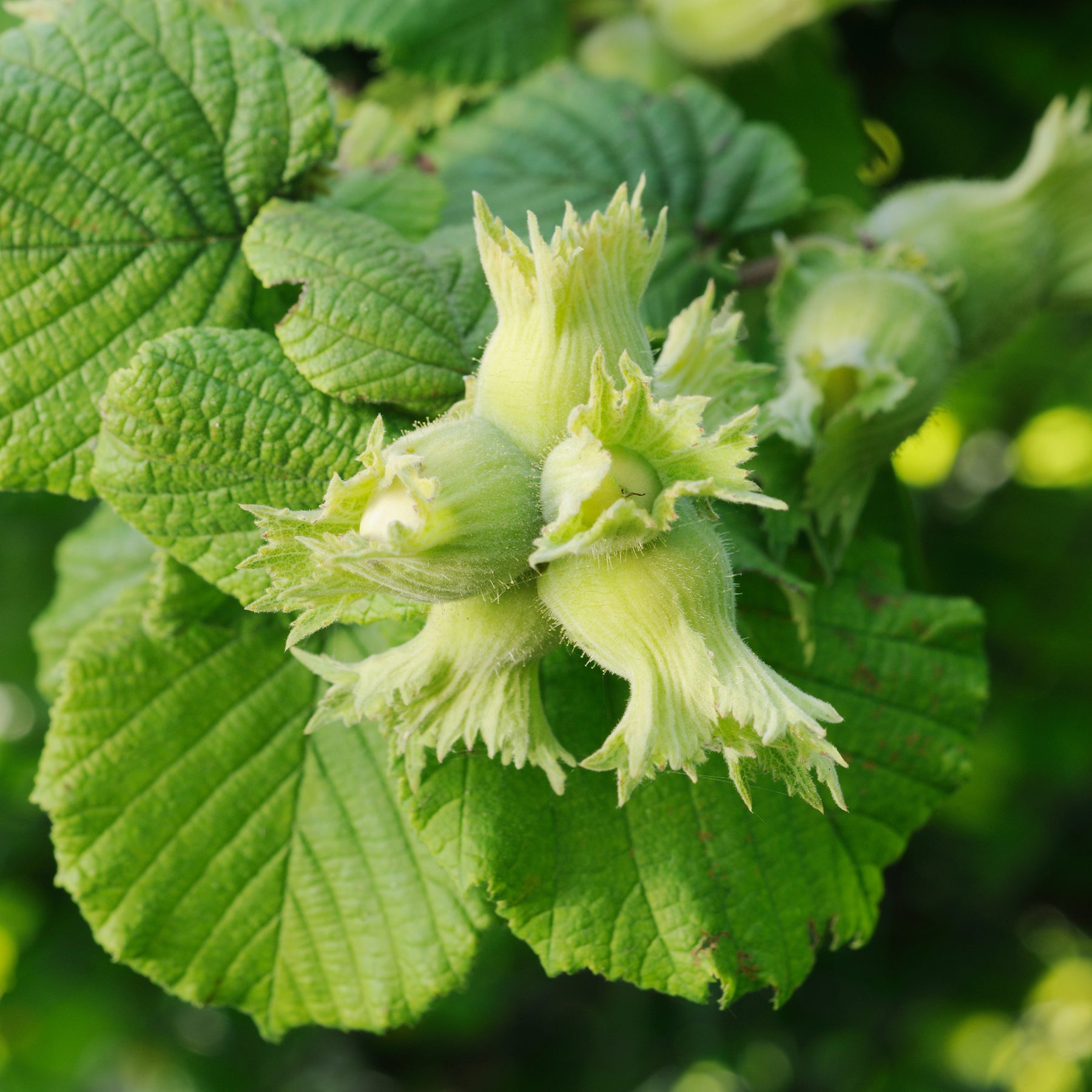 Gewone hazelaar Merveille de Bollwiller - Corylus maxima Merveille de Bollwiller - Willemse