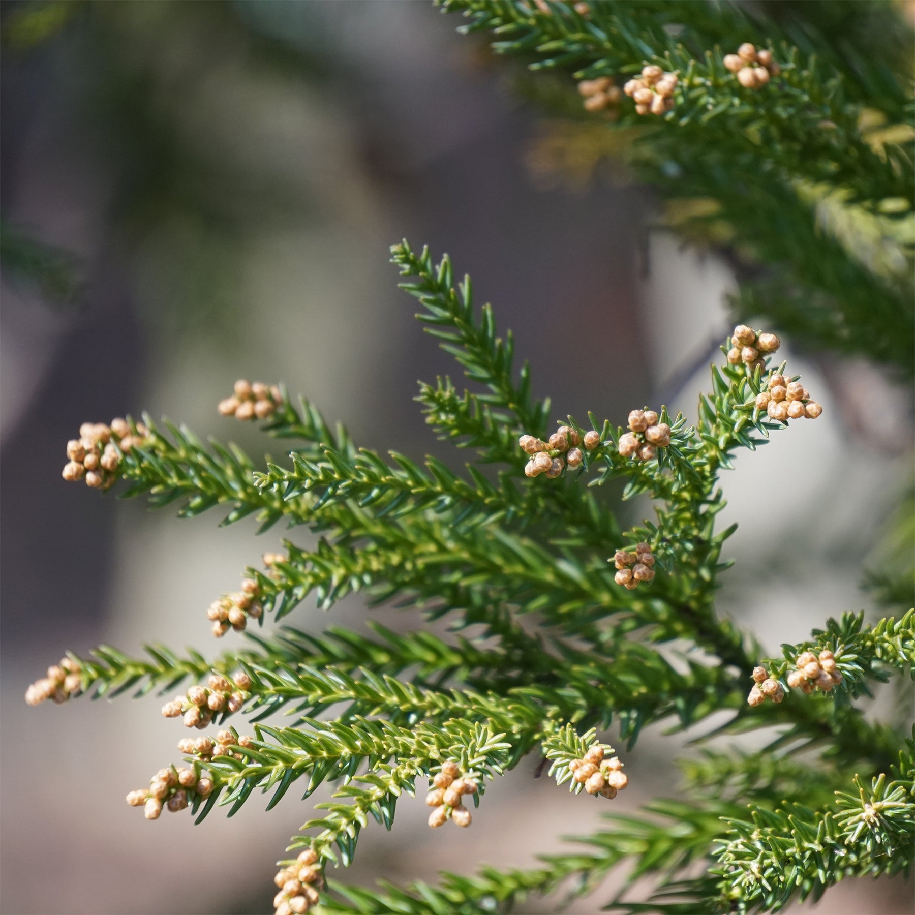 Japanse ceder Cryptomeria - Willemse