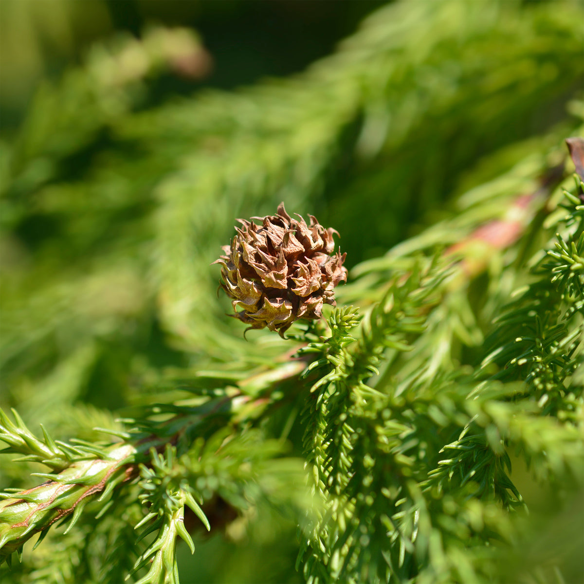 Japanse ceder Cryptomeria - Cryptomeria japonica - Willemse