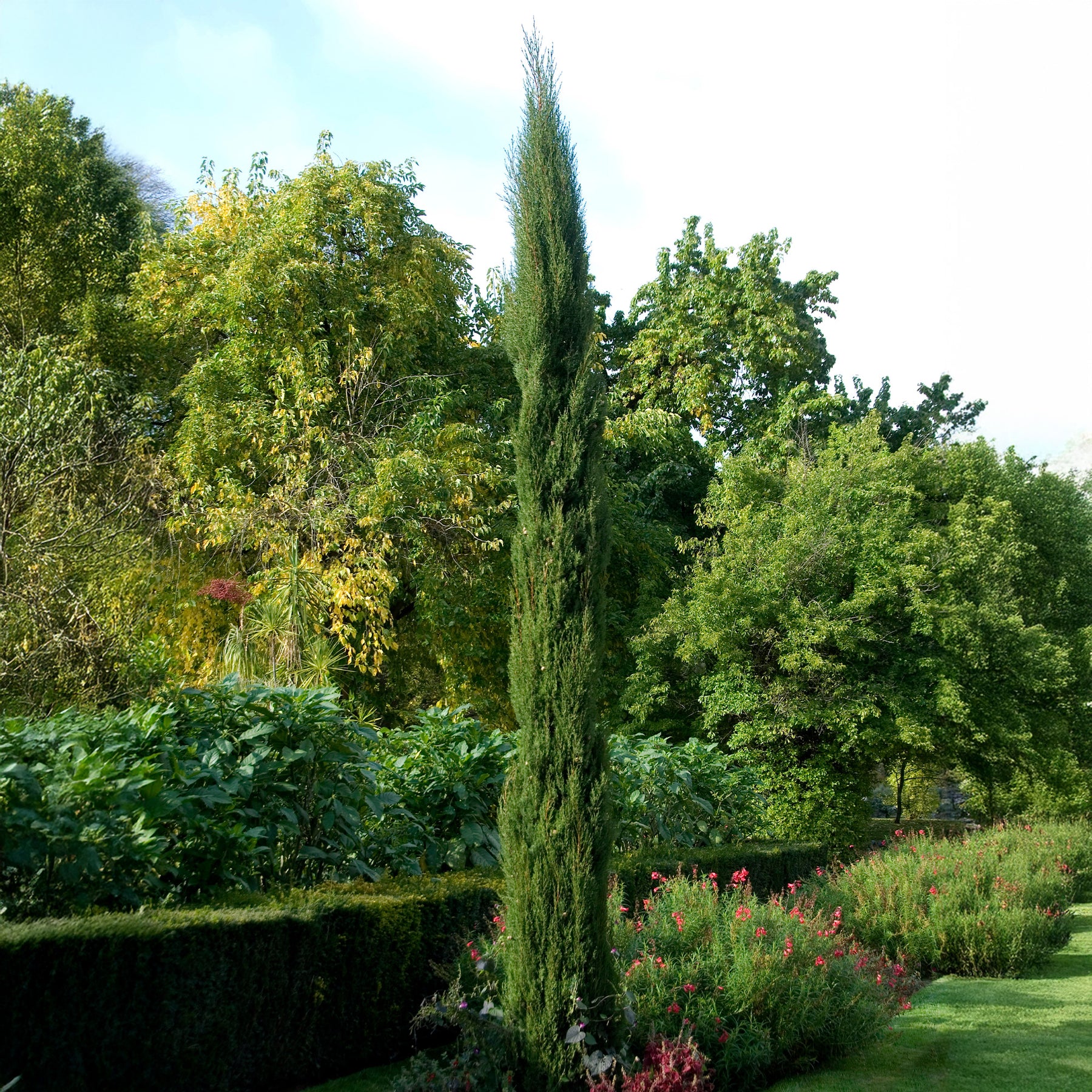 Cupressus sempervirens Stricta - Italiaanse cipres Stricta - Coniferen