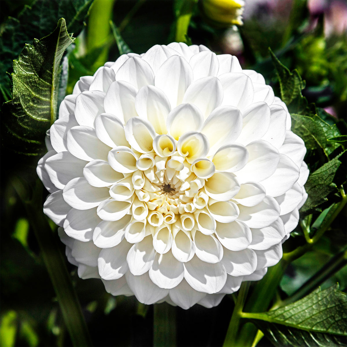 Dahlia's 'Boom Boom White' (x3) - Dahlia Boom Boom White - Willemse