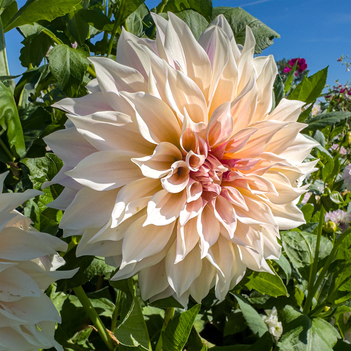 Dahlia's 'Café au Lait' (x3) - Dahlia Café au Lait - Willemse