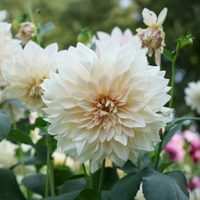 Dahlia's 'Café au Lait' (x3) - Willemse