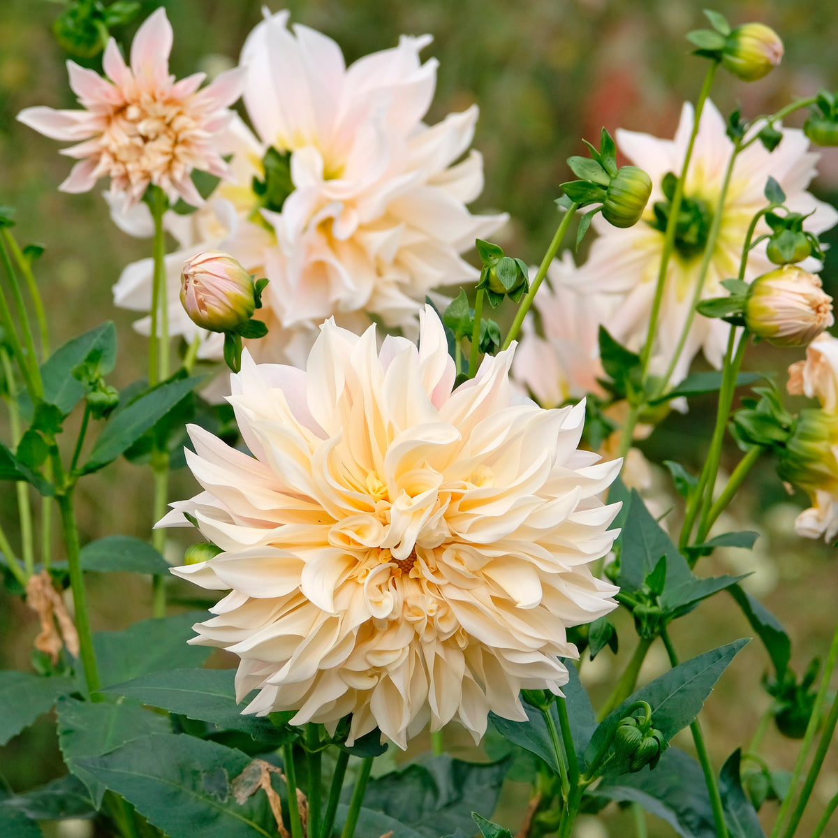 Dahlia's 'Café au Lait' (x3)