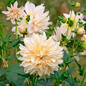Dahlia's 'Café au Lait' (x3)