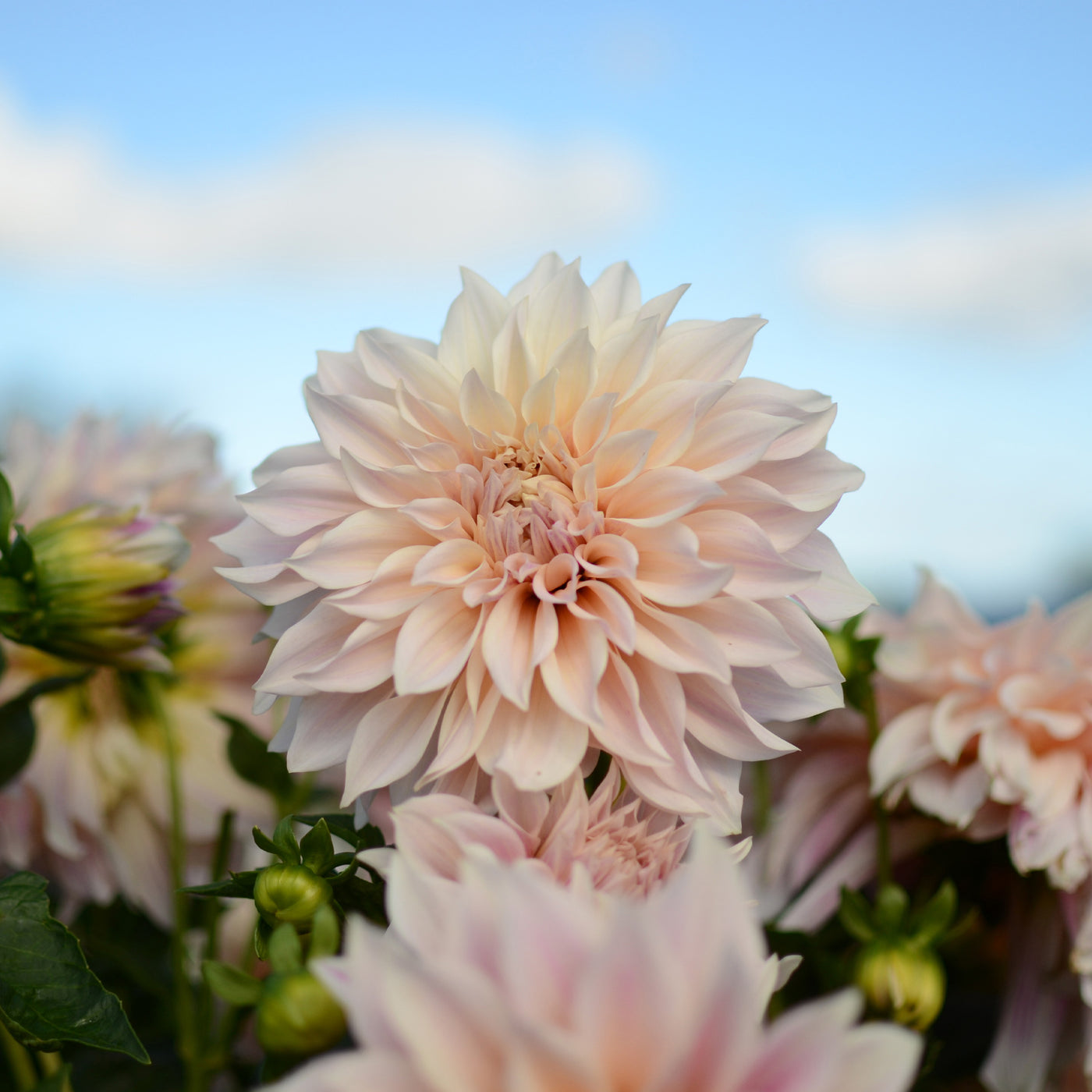 Dahlia Café au Lait - Dahlia's 'Café au Lait' (x3) - Dahlia 