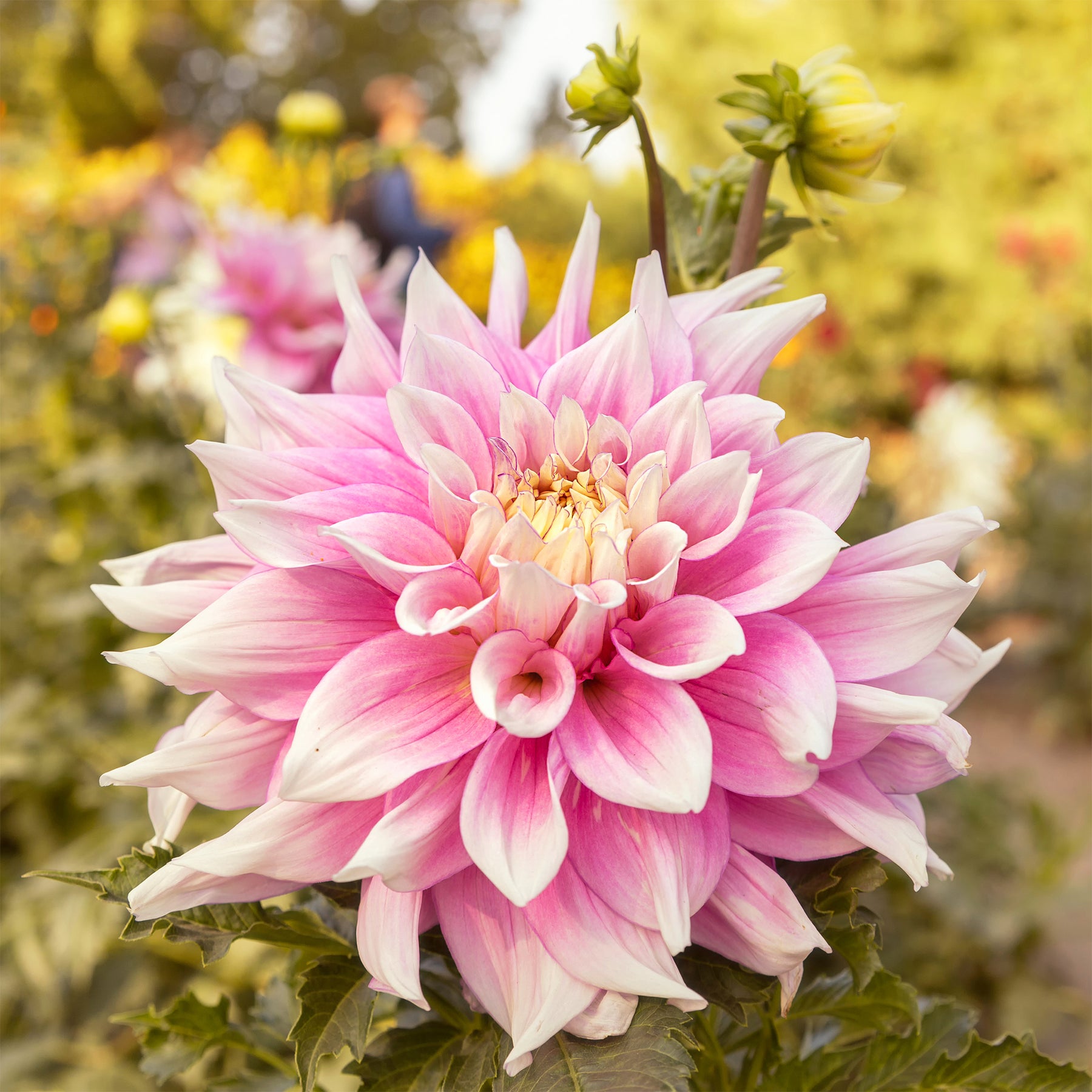 Decoratieve dahlia Break Out - Dahlia Break Out - Willemse