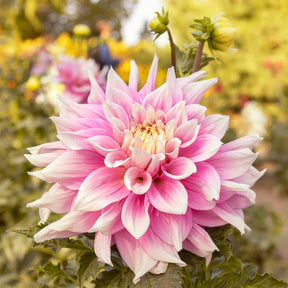 Decoratieve dahlia Break Out - Dahlia Break Out - Willemse